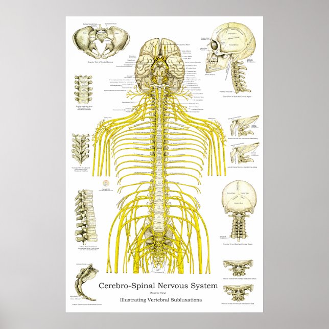 Spinal Nerves Chiropractic Subluxations Poster (Front)