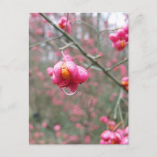 Spindle Tree And Water Droplet Postcard