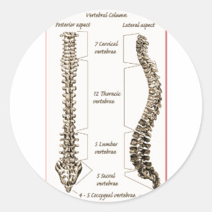 Spine Details Sepia2 Classic Round Sticker