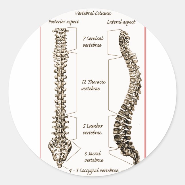 Spine Details Sepia2 Classic Round Sticker (Front)