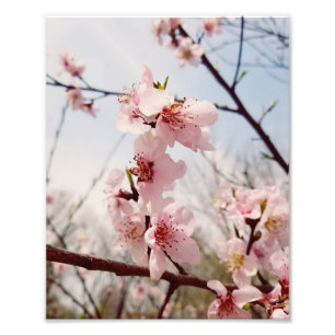 Sping Bloom Photo Print