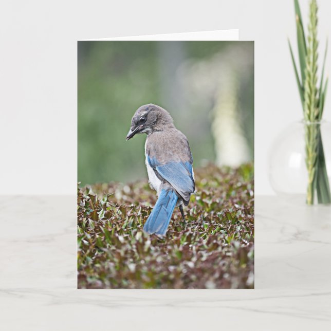 Spingtime Jay Card (Front)