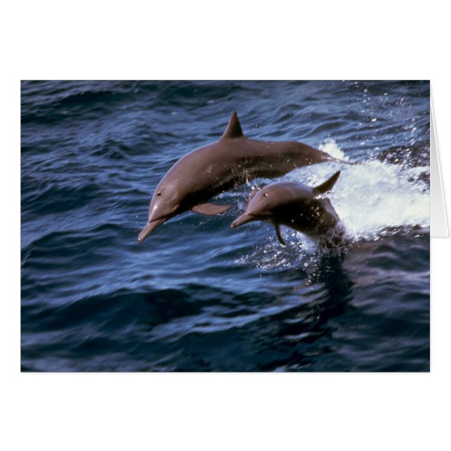 Spinner dolphin (Front Horizontal)