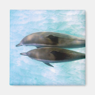 Spinner Dolphins Oahu Hawaii Magnet