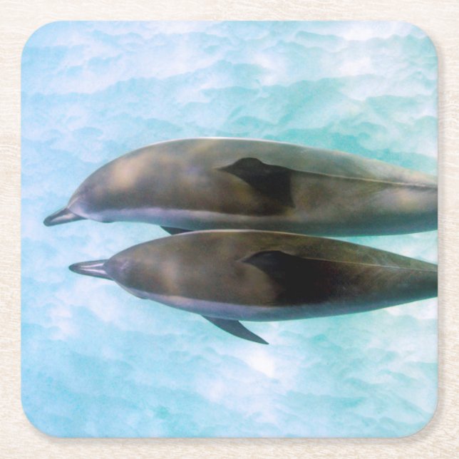 Spinner Dolphins | Oahu Hawaii Square Paper Coaster (Front)