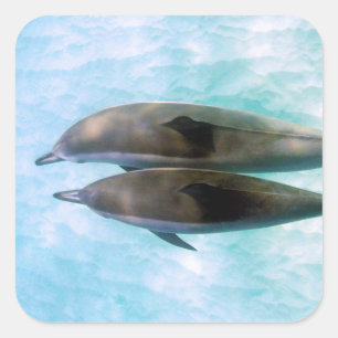 Spinner Dolphins   Oahu Hawaii Square Sticker
