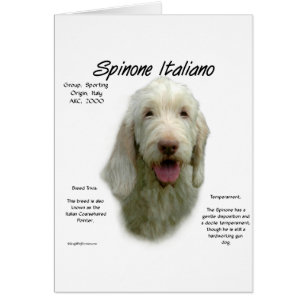 Spinone Italiano History Design