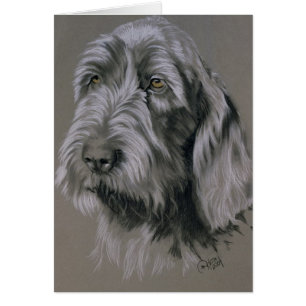 Spinone italienne