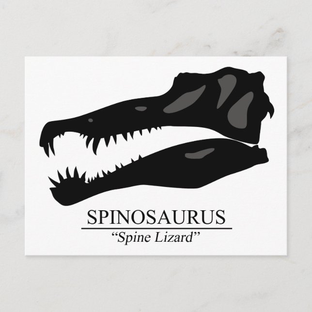 Spinosaurus Skull Postcard (Front)