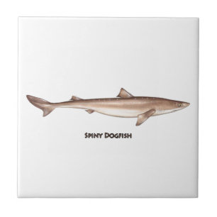 Spiny Dogfish Tile