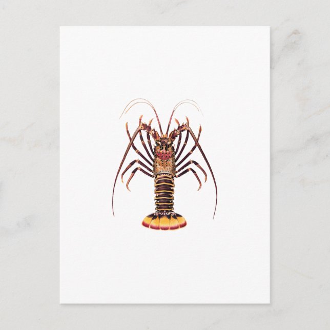 Spiny Lobster (Asian Pacific) Postcard (Front)