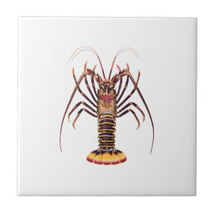 Spiny Lobster (Asian Pacific) Tile