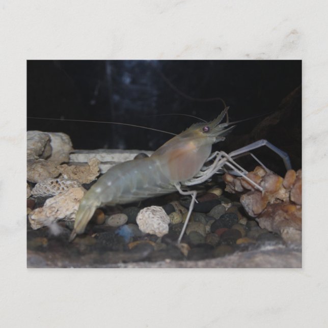 Spiny Lobster Postcard (Front)