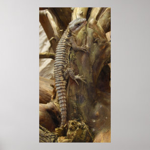 Spiny-Tailed Lizard Cordylus Tropidosternum Poster