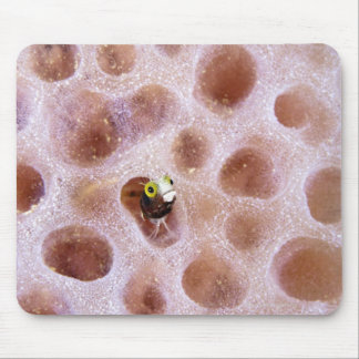 Spinyhead Blenny (acanthemblemaria spinosa) in Mouse Pad