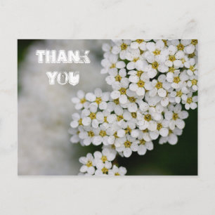 Spiraea Thank You Postcard
