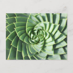 Spiral Aloe Post Card
