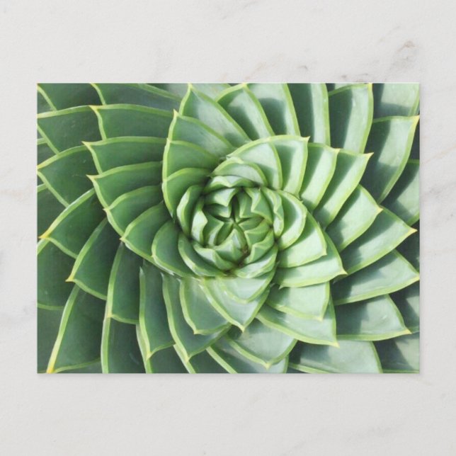 Spiral Aloe Post Card (Front)