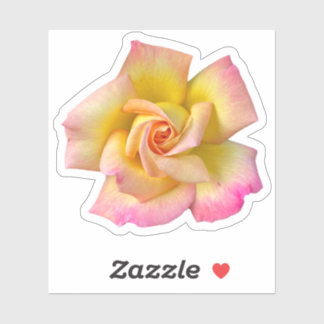 Spiral Pink Yellow Peace Rose