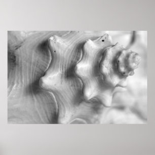 Spiralling Conch Poster