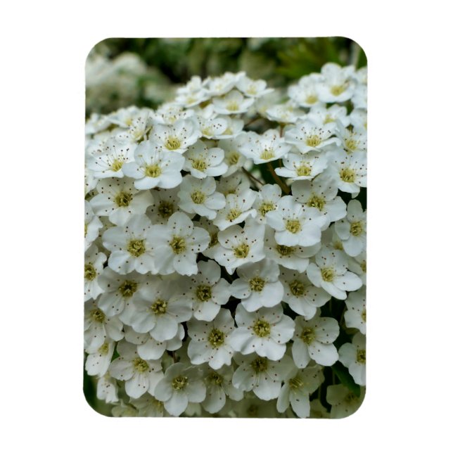 Spirea Arguta Magnet (Vertical)