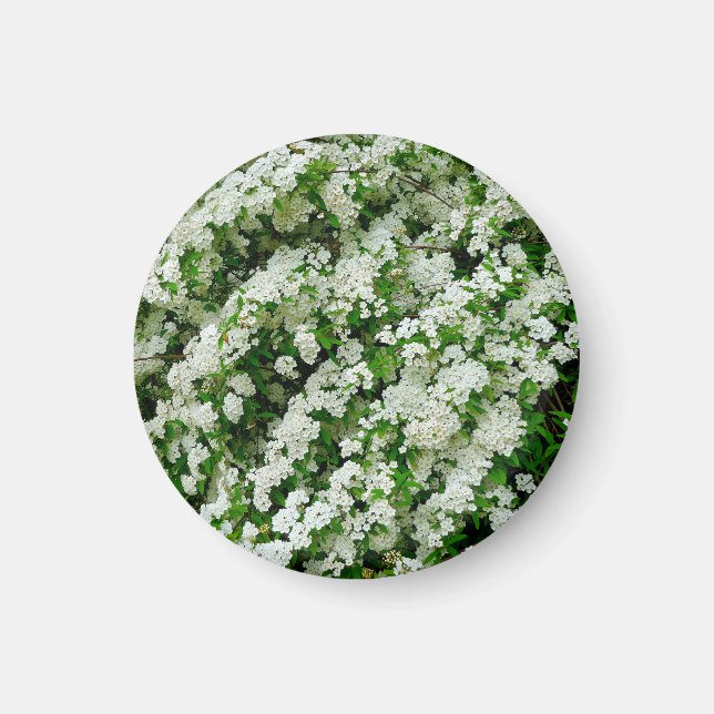 Spirea Arguta Magnet (Front)