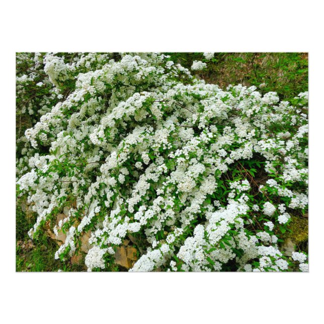 Spirea Arguta Photo Print (Front)