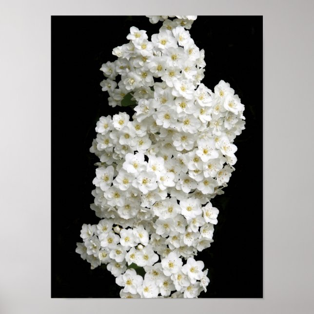 Spirea Arguta Poster (Front)