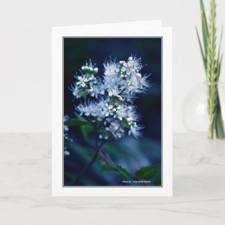 Spirea Card