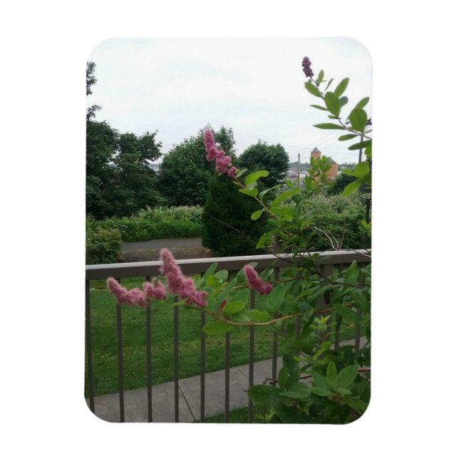 Spirea  magnet (Vertical)