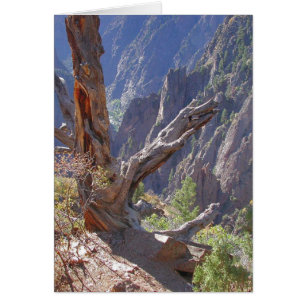 Spires of Wood and Stone