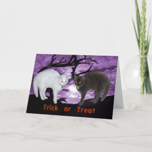 Spirit as black & white cats Card