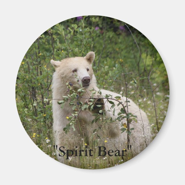 "Spirit Bear" gifts Magnet (Front)
