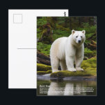 Spirit Bear Postcard<br><div class="desc">The spirit bear is a distinct coloration morph of the black bear and is born when a recessive mutant gene appears in one or both parents. Although its official name is the Kermode Bear its white colouring has led it to be known as the Spirit Bear. Generally found along the...</div>