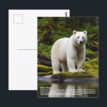 Spirit Bear Postcard<br><div class="desc">The spirit bear is a distinct coloration morph of the black bear and is born when a recessive mutant gene appears in one or both parents. Although its official name is the Kermode Bear its white colouring has led it to be known as the Spirit Bear. Generally found along the...</div>