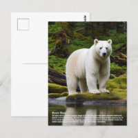 Spirit Bear