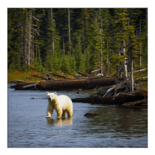 Spirit Bear Poster