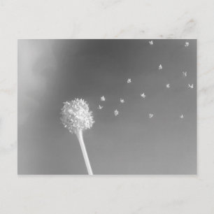 Spirit of the Wind Postcard