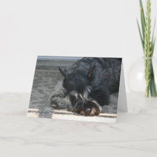 "Spirit" Standard Schnauzer Photo Greeting Card