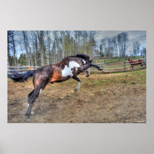 Spirited Pinto Stallion Equine Action Photo Poster
