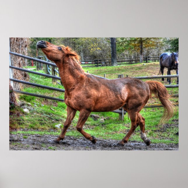 Spirited Playful Chestnut Ranch Horse Equine Photo Poster (Front)
