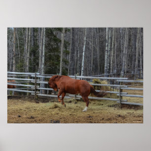 Spirited Sorrel Horse Bucking in a Horse Pen Poster