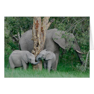 Spiritueux analogues