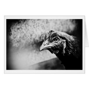 spiritueux et poulets