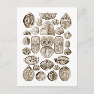 Spirobranchia Postcard