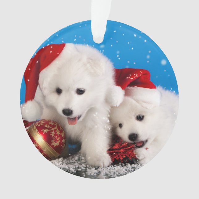 Spitz blanc de Pomeranian de chiots de Noël (devant)