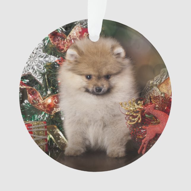 Spitz de Pomeranian, chiot de Noël (devant)