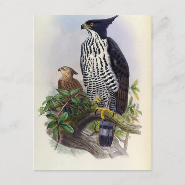 Spizaetus Alboniger (Blyth's hawk-eagle) Postcard (Front)