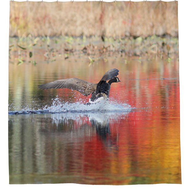 Splash - Canada Goose Landing (Front)