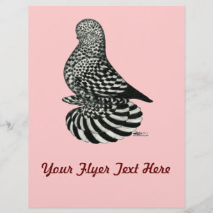 Splash Muffed Tumbler Pigeon